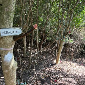 さて、乙女峠へ戻ります。