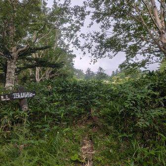 実はここを出て来る前に笹薮から獣が動く音　慌てて出てきました