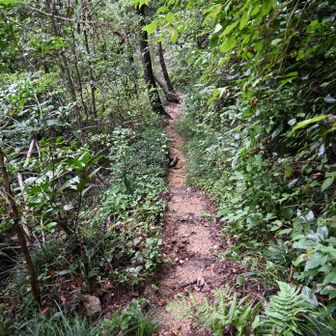 帰りの登山道も蜘蛛の巣との格闘