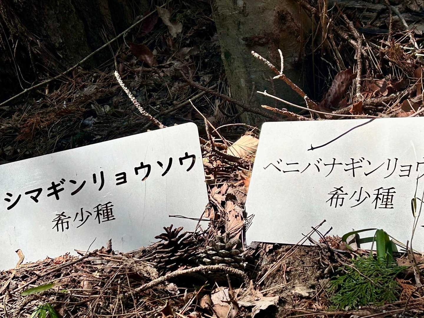 ギョリンソウ！
(*´艸`)w

ギンリョウソウ観に来なくちゃね♡
