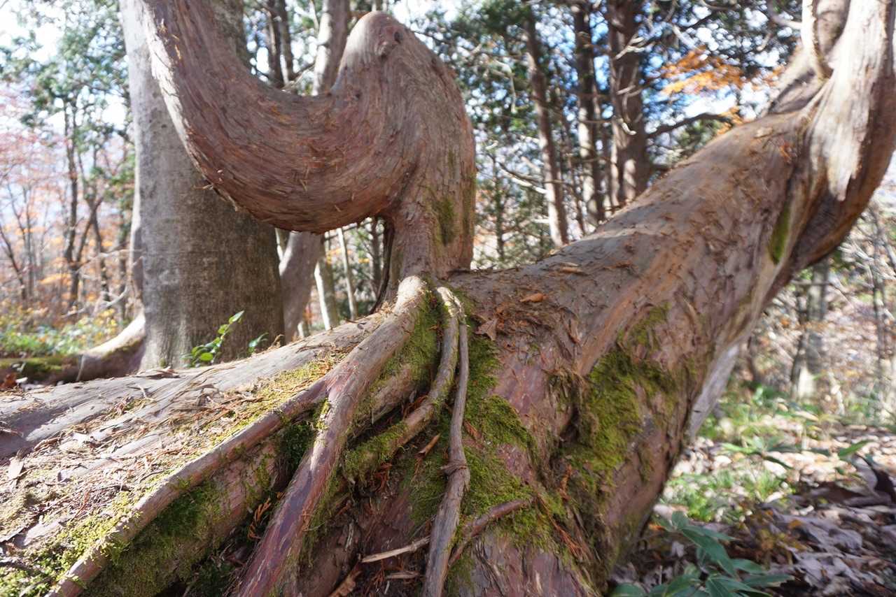 ネズコ兄弟のなかの一本