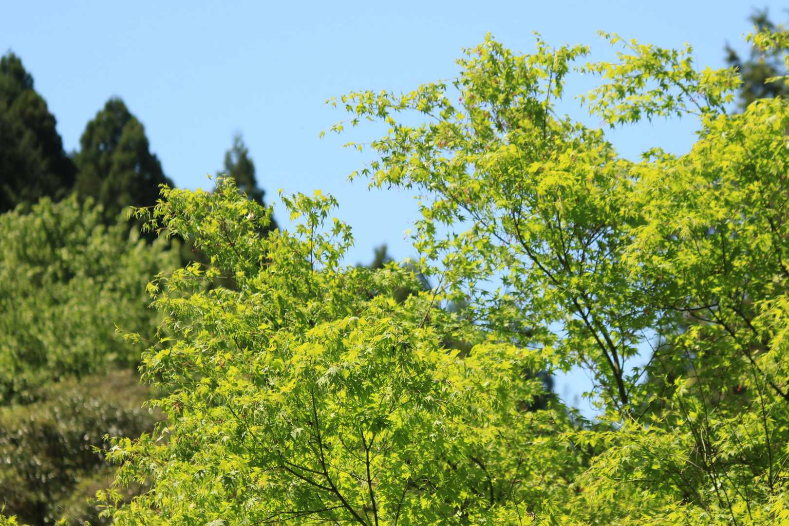 青空に、萌黄色。
若葉がキラキラしてる🍃