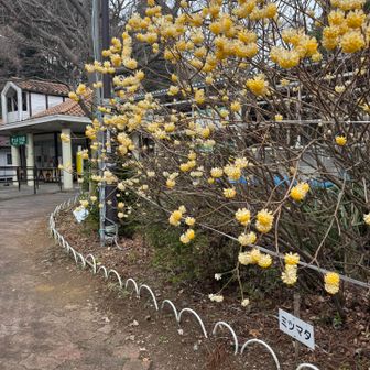 リフト山上駅前にミツマタ🏵️