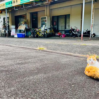 ここのにゃんこん達は
みな結構無防備🤣