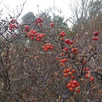 食べてみるか迷ったけどやめました。
