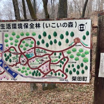 子供の頃はうっそうとしてて怖かった森