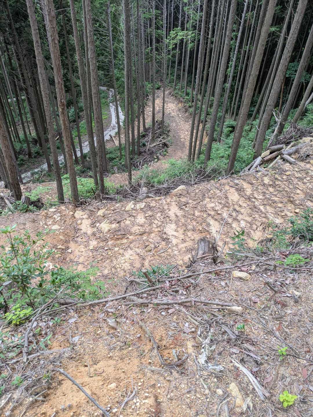 木材の搬出路を歩く