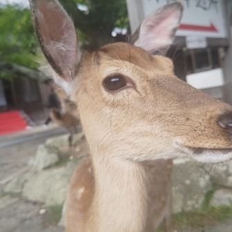 帰ってまた鹿🦌アップ