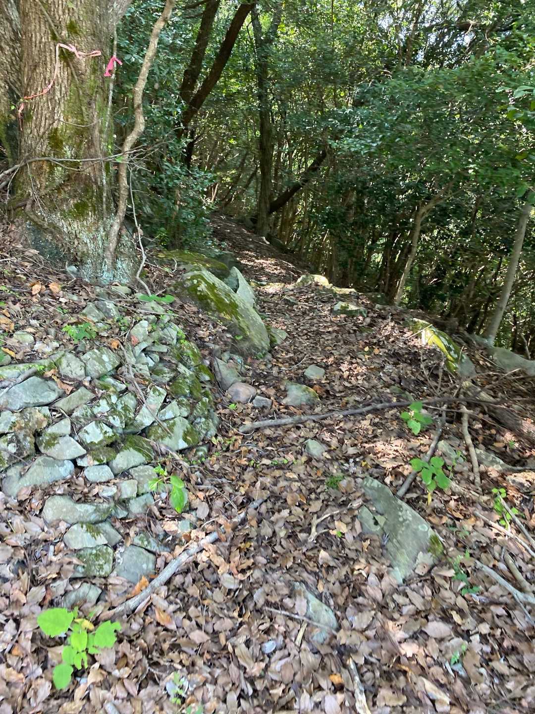 高平山 往復コースの写真