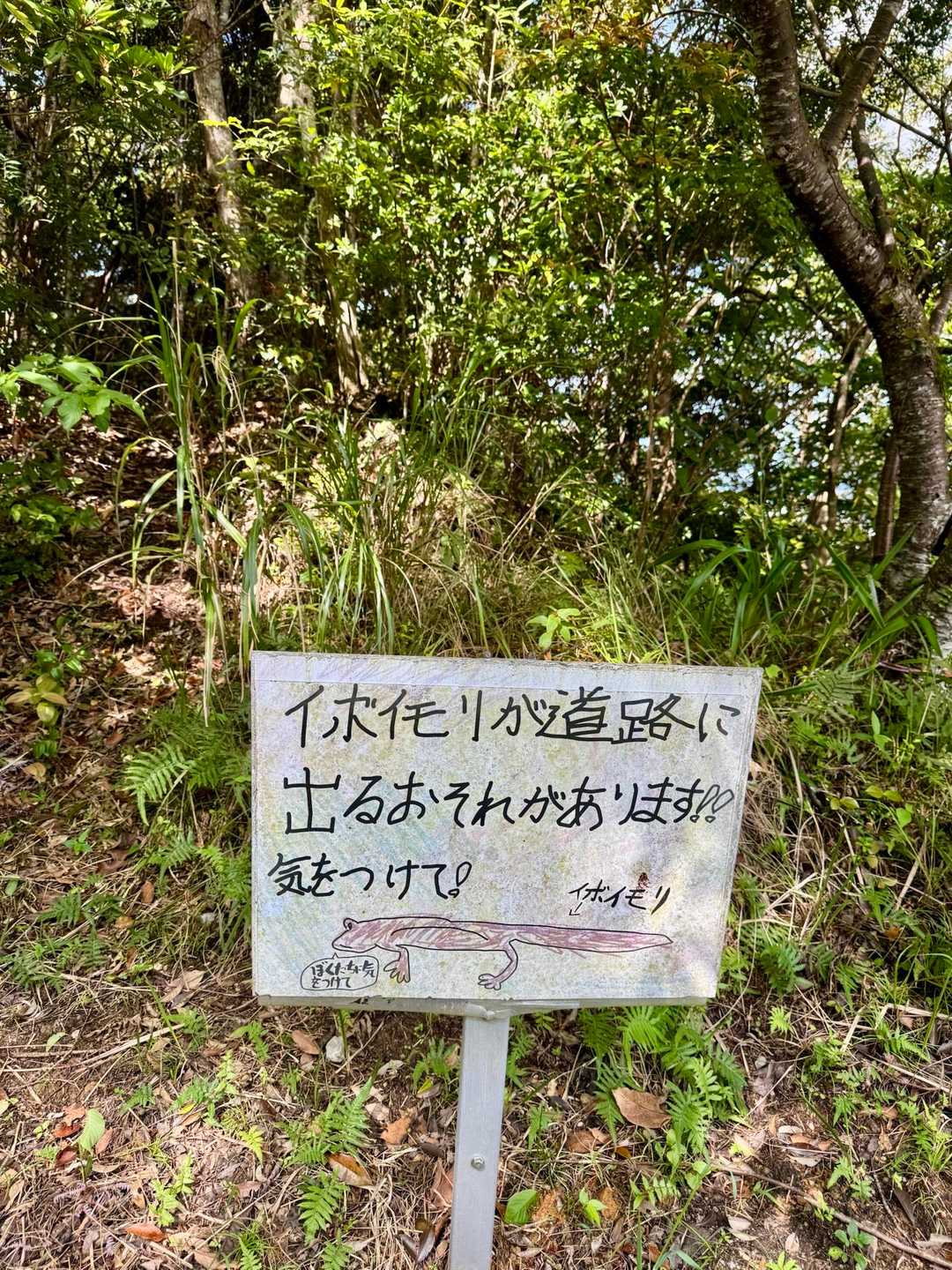 １匹ひかれてました。。