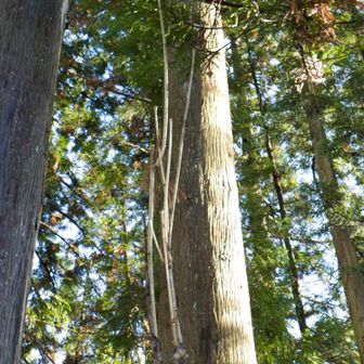 ここにもコシアブラ👀
早くコシアブラ炊き込みご飯が食べたいですね😅