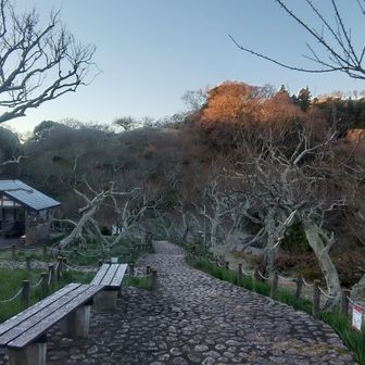 梅の季節が楽しみです。