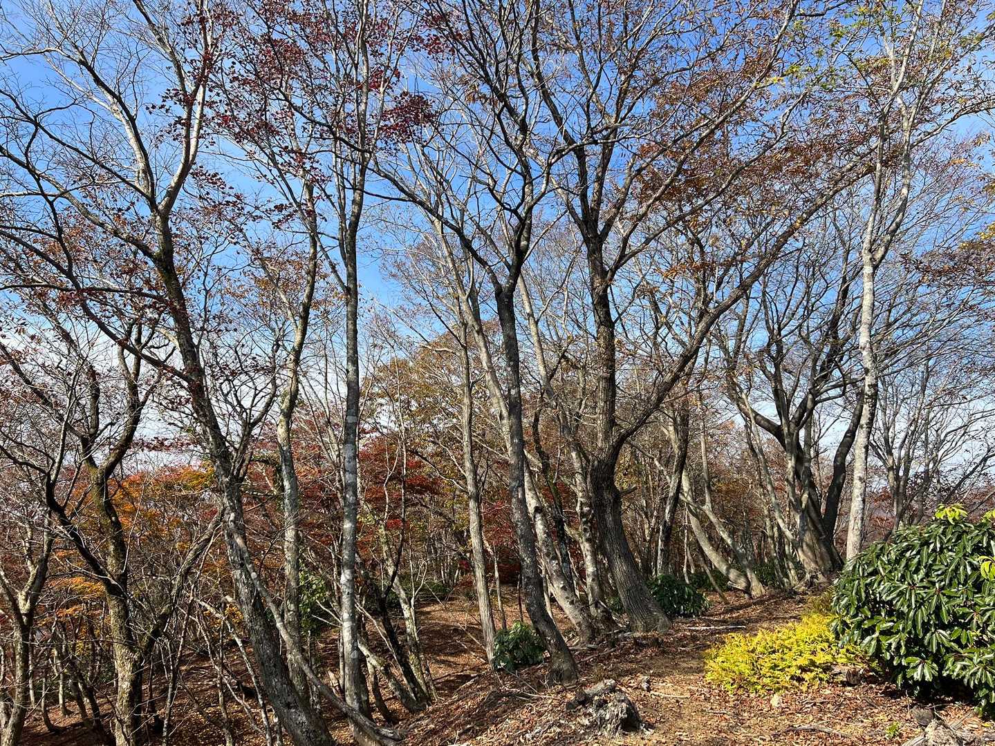 此処を抜けると小津権現山に向かう道なんだけど…