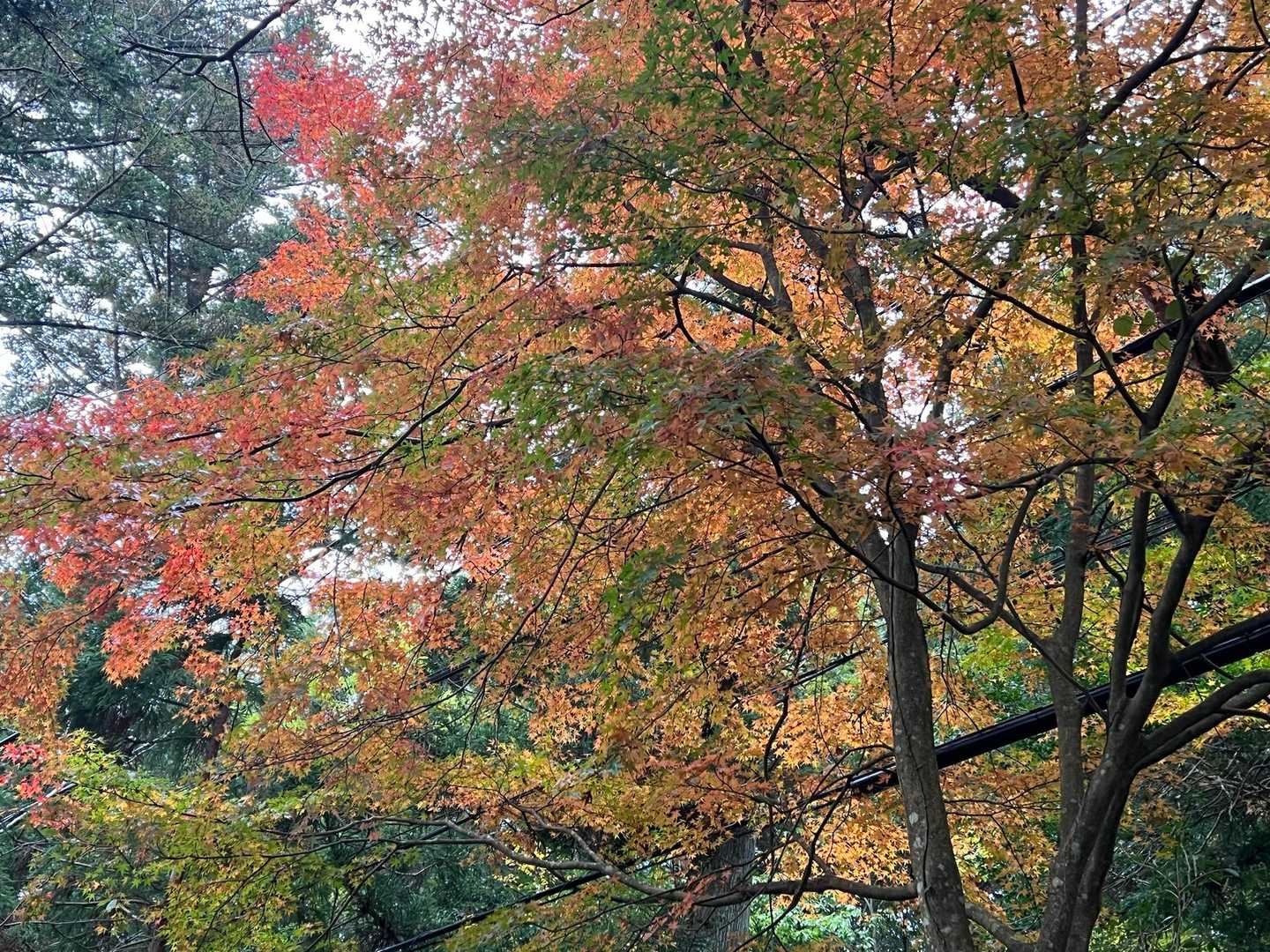 ここまで来ると紅葉🍁堪能