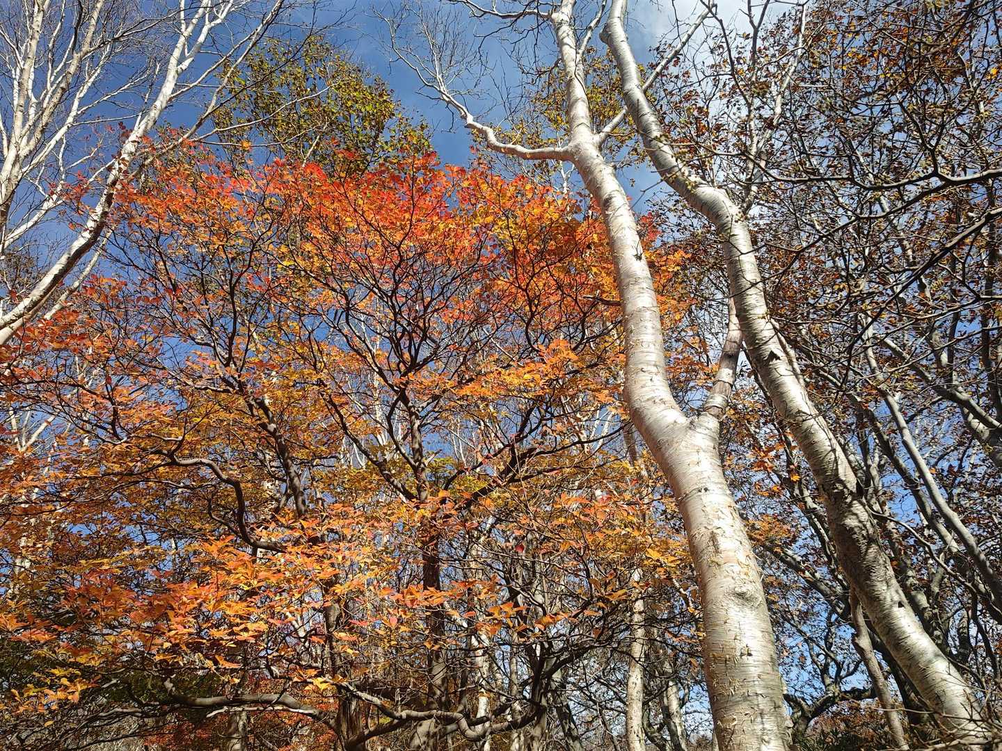 高畑登山口-高下岳 往復コースの写真