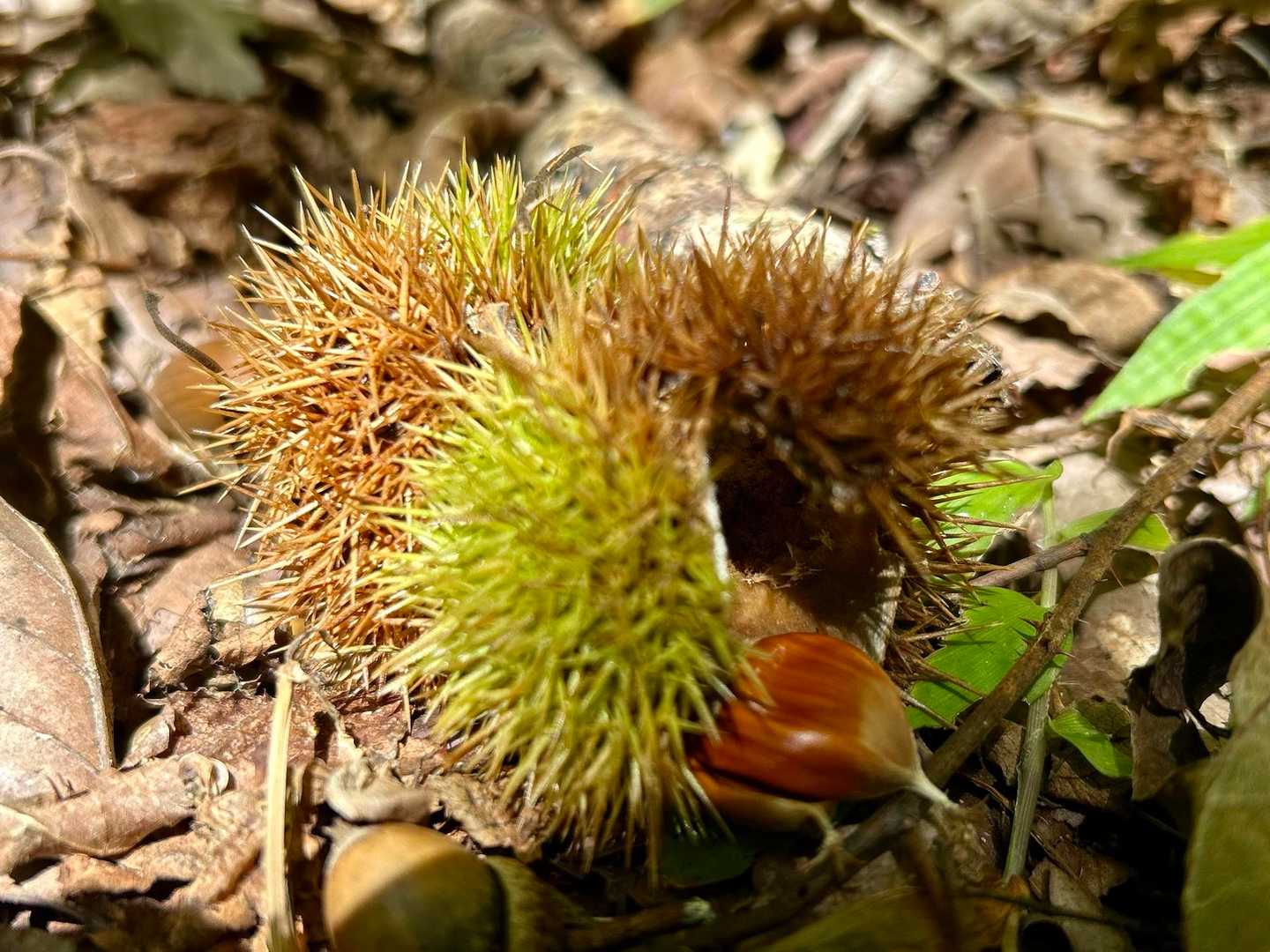 🌰　小さい秋み〜つけた