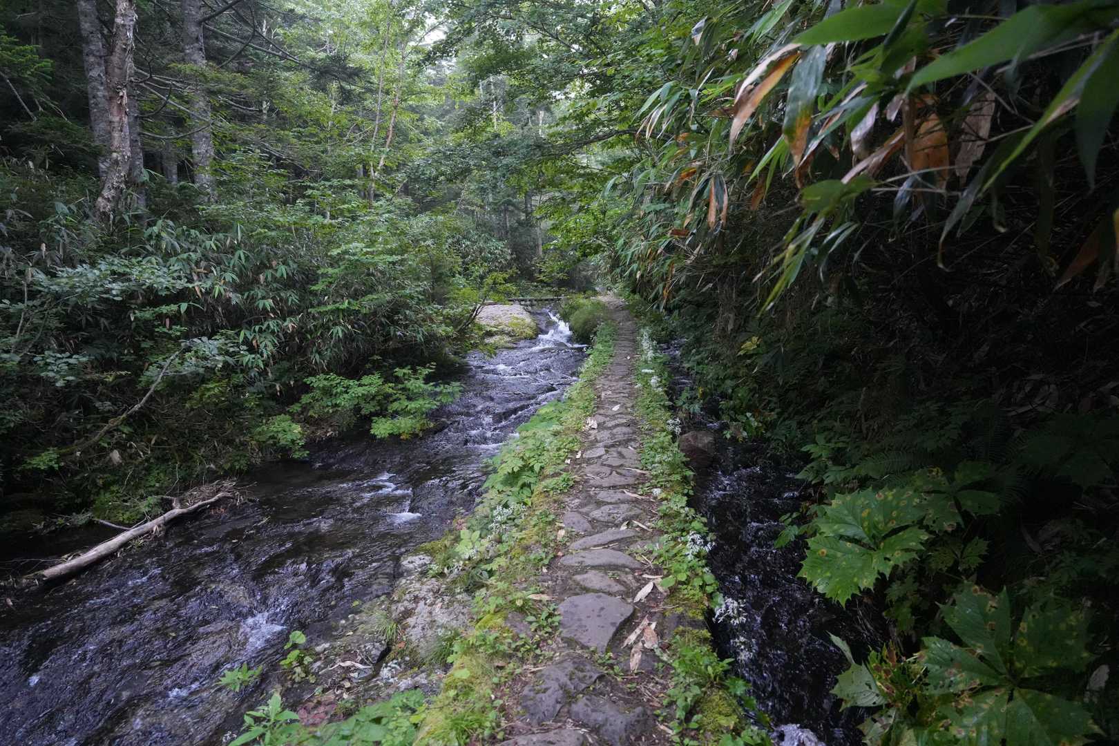 山頂駅-金山沢の頭-裏寺子屋山-岩菅山-裏岩菅山-一の瀬バ 縦走コースの写真
