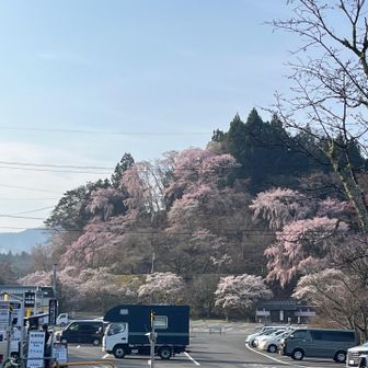 桜満開🌸