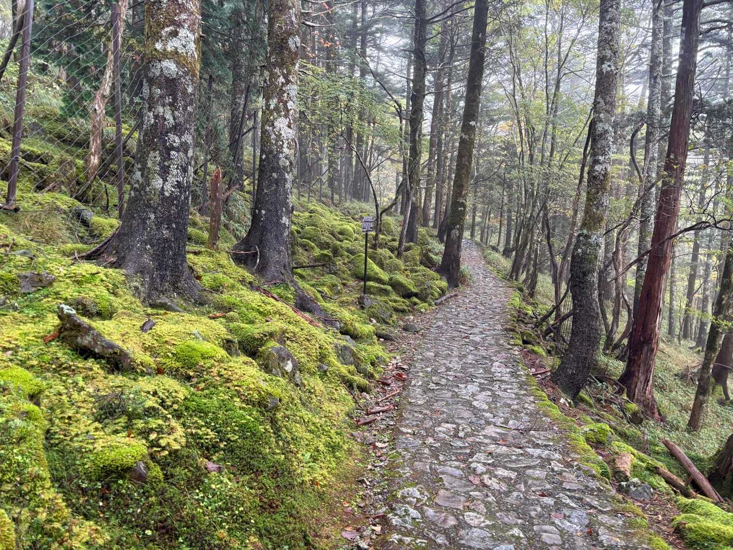 綺麗な登山道です😊