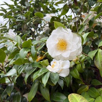 ツバキもいいね