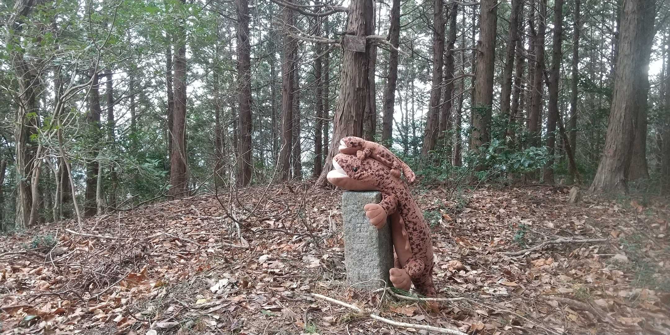 ついたニャリよ🔺