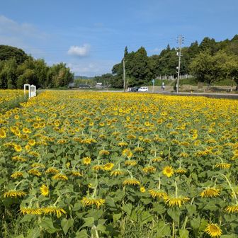 反対側にまわる、こっち向いてます🌻