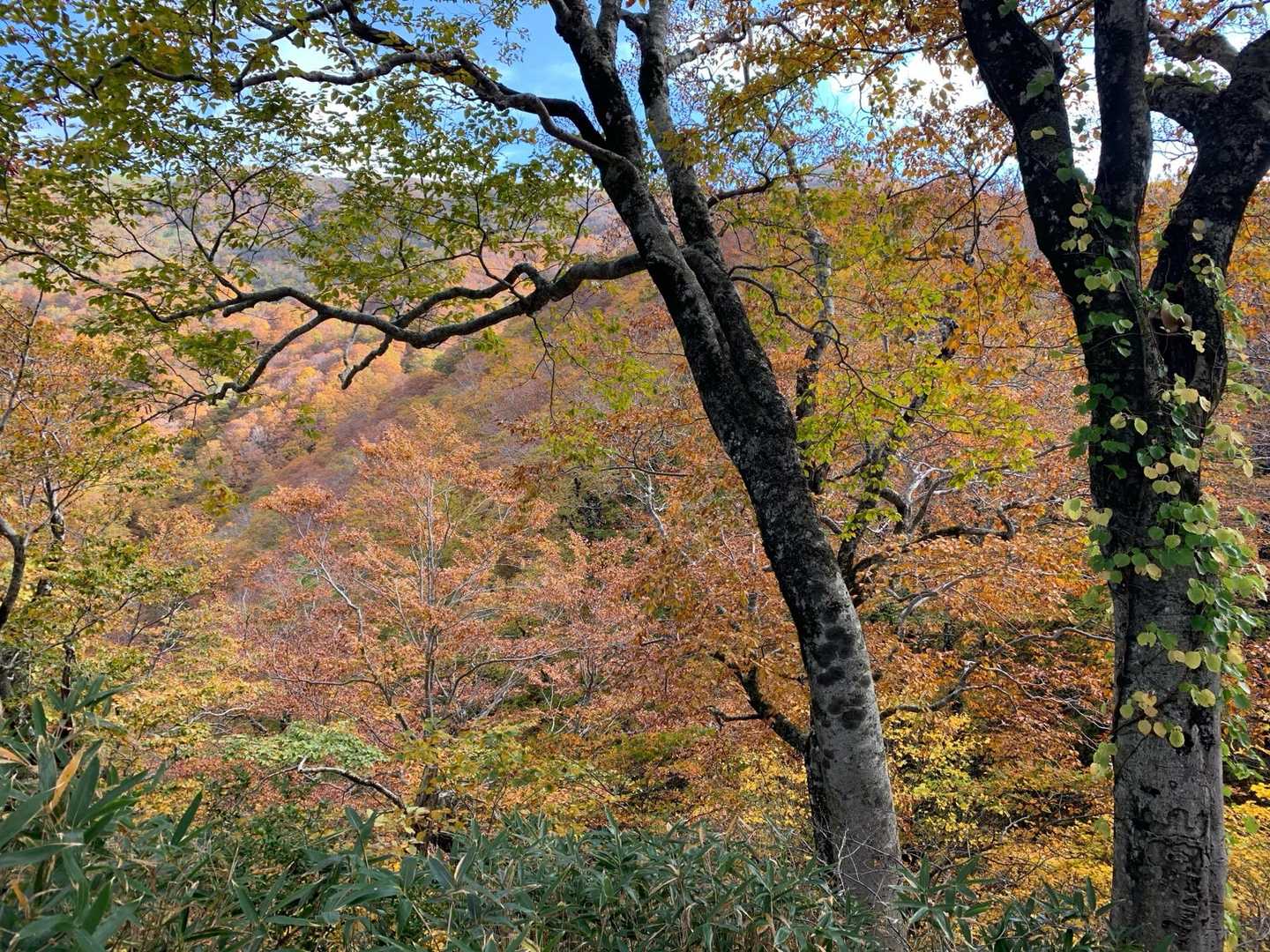 旧登山口-白神岳 周回コースの写真