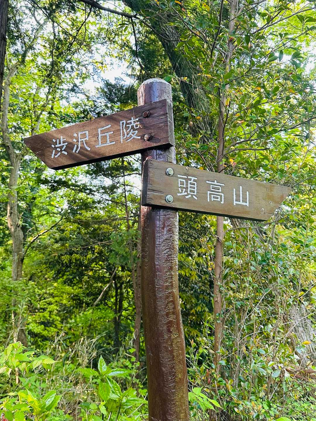 浅間台-八国見山登り口-八国見山-頭高山 周回コースの写真
