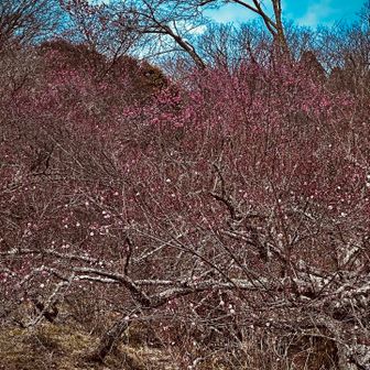 濃いピンクの梅は奥の方でたくさん咲いていました。