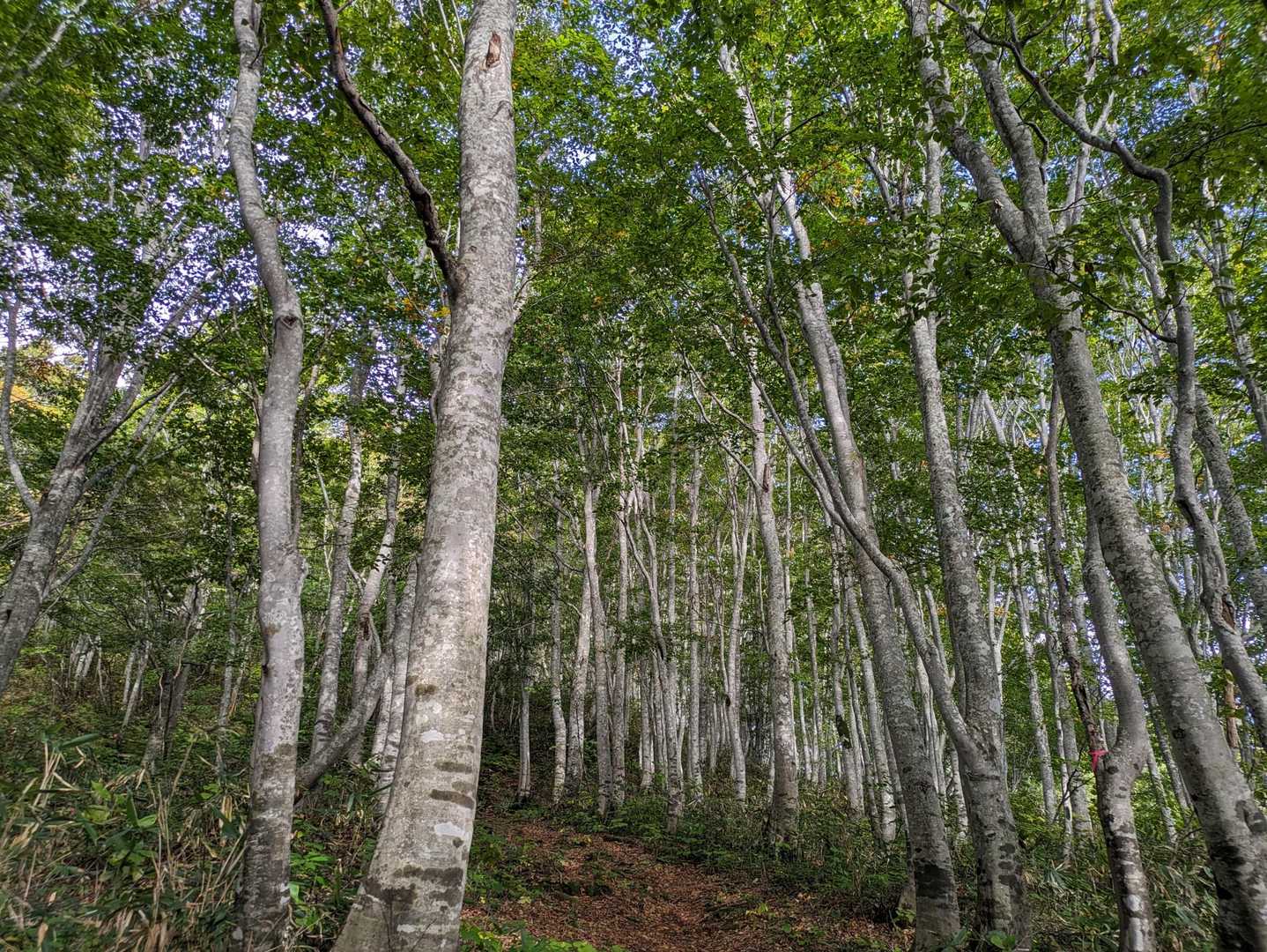 🌳🌳😍
