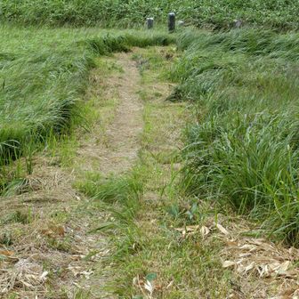 刈り払いされた登山道。