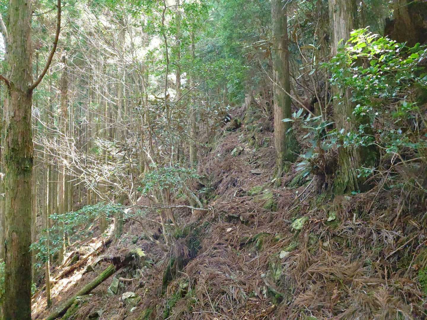 登山道が不安定な感じがしだしました 😅