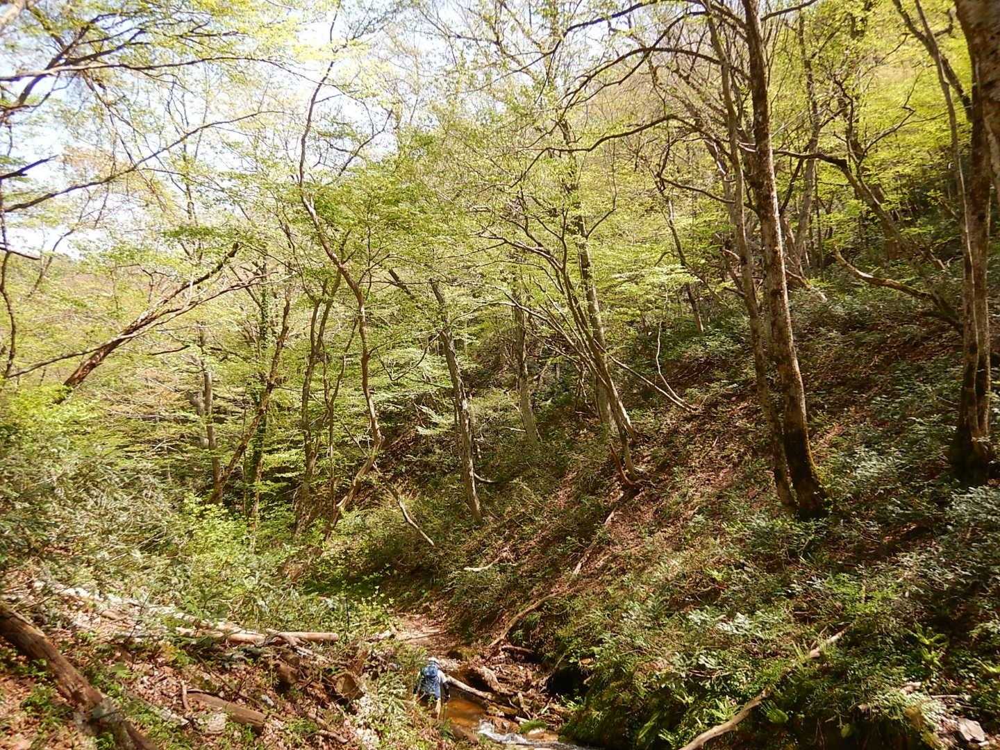 鳥上滝コース登山口-船通山-亀石コース登山口 周回コースの写真