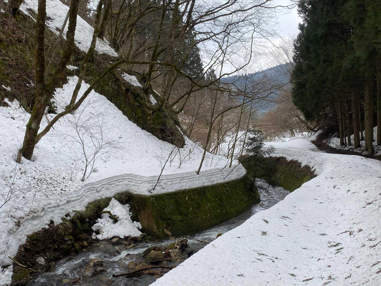 行きも帰りも
この辺でカモシカとすれ違う。
ここは仏洞山の尾根の先っちょ。
次回はここから仏洞山を目指すか？
。。目指さないか😂