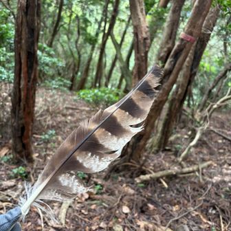 でっかい鳥の羽🪶見つけてびっくり😳

それ以上に
羽に大興奮した山友さんの
「とりゃあ〜」‥いきなり発動した
名古屋弁（写真撮りな）の方にびっくり🤣🤣

この三子山の思い出は「とりゃあ〜」となりました🤣