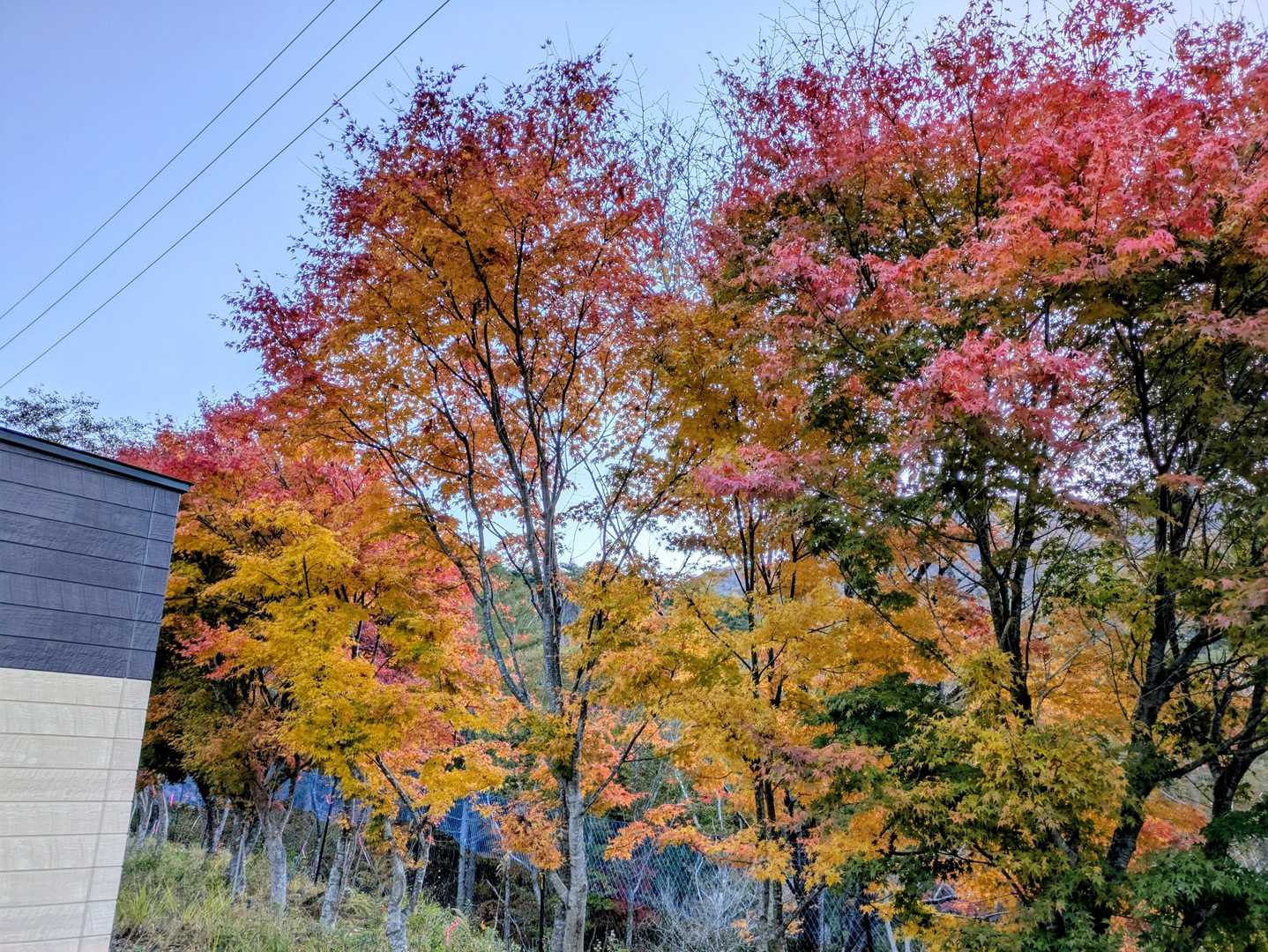 すずらん群生地を抜けて、第一駐車場脇の紅葉🍁