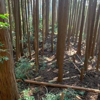 吹上山から分岐、これより登山道に復帰します。