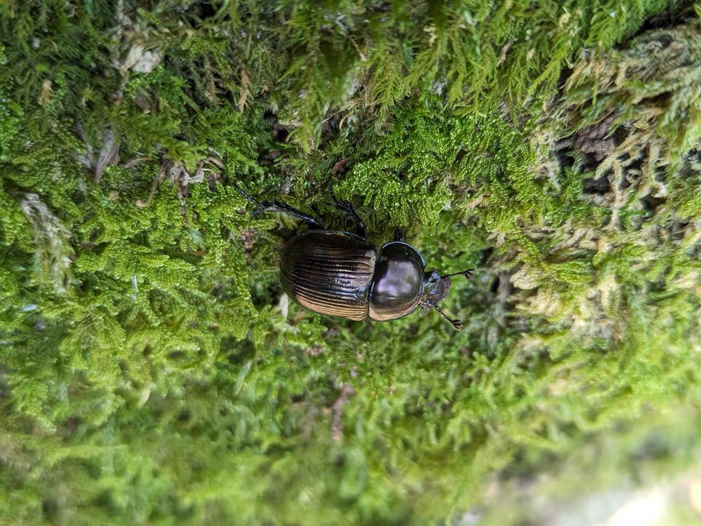 センチコガネ　糞虫の1種。
シカの糞が多いので、生活しやすいのか…？