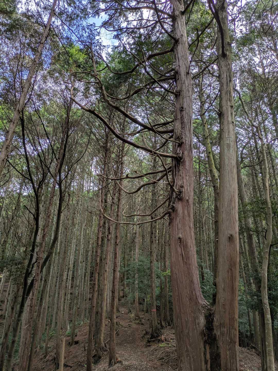 遊歩道入口-観音山-楊柳寺 往復コースの写真