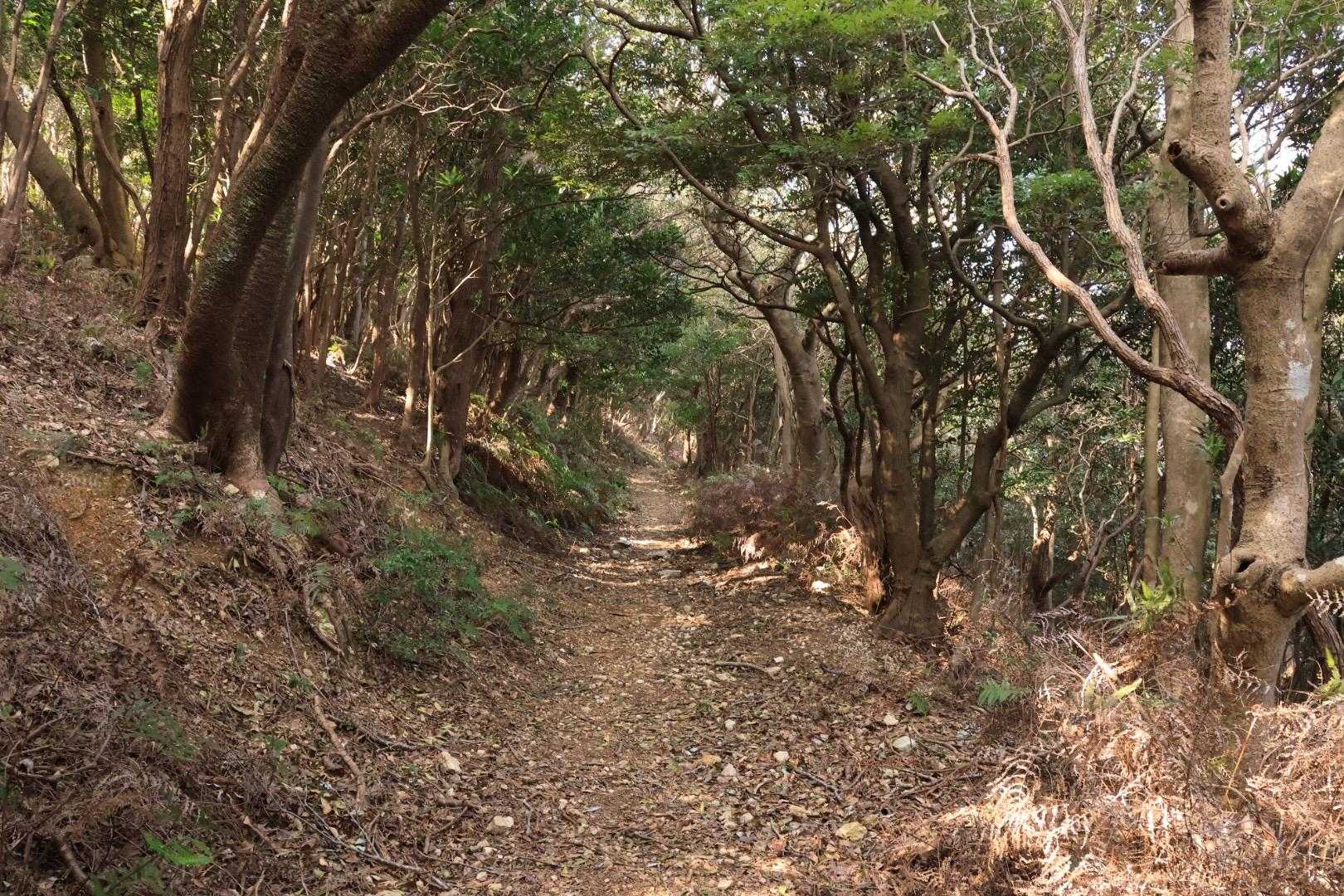 ますきち岩まではまーまーの登り
そこからはゆるゆると