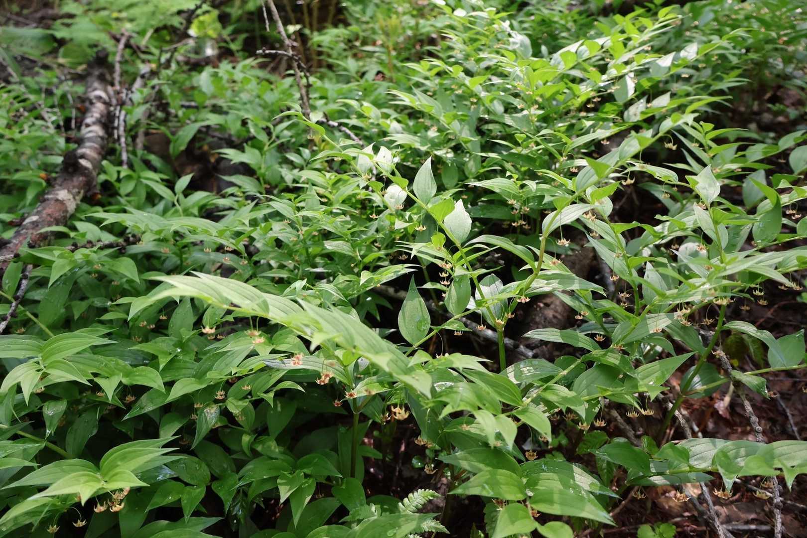 わさわさ🌿‬ ܸまとまって茂ってたのが