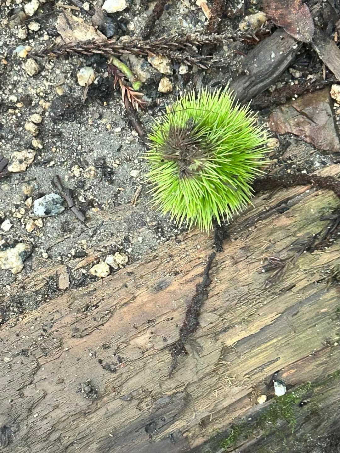 栗が落ちてる🌰
ここからスマホで。