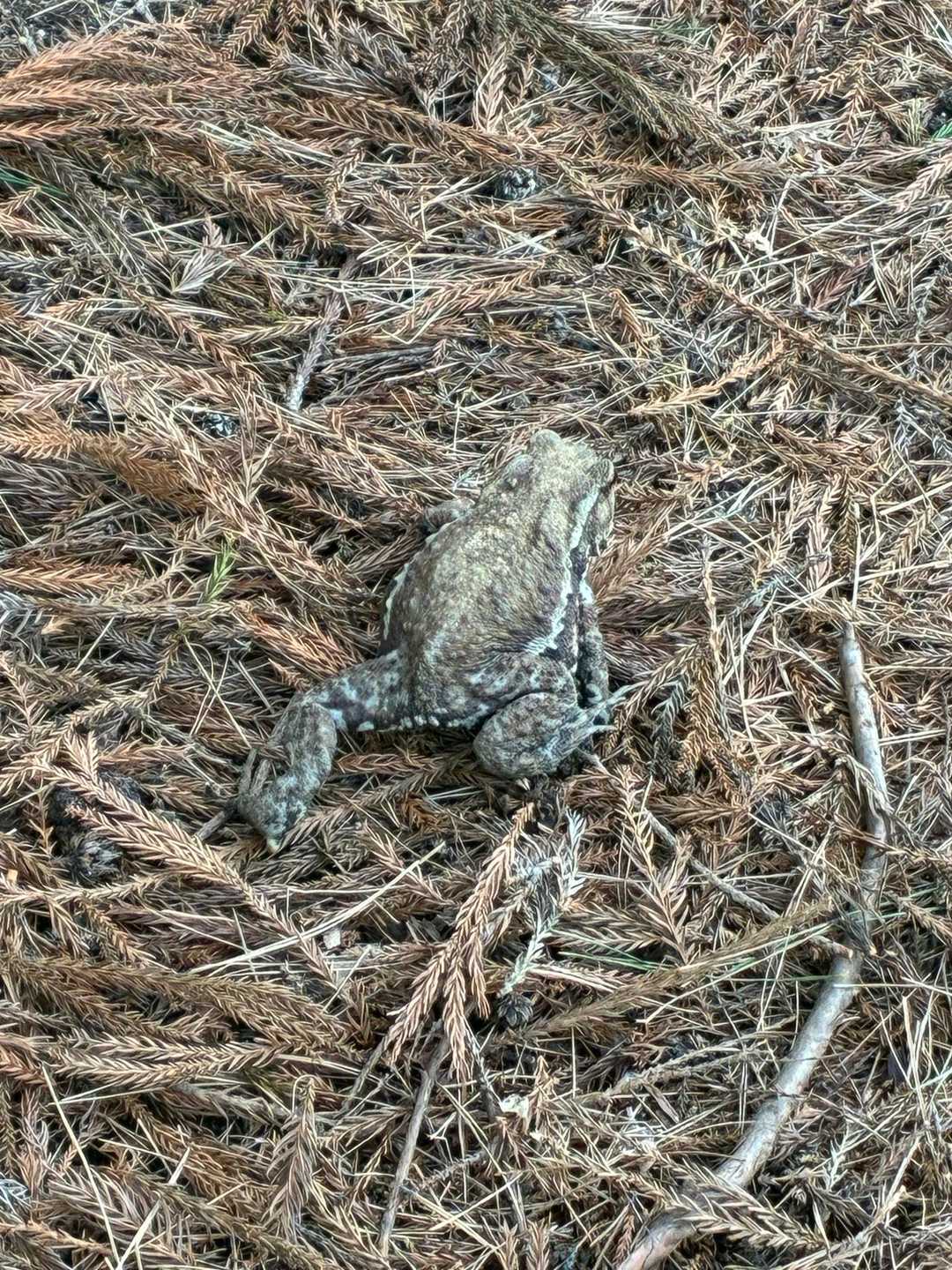 おおお‼️びっくり😳ヒキガエル？！
草でつついてみたけど動かなかった🐸冬眠から覚めたばかりかな？ごめんね、迷惑だったよね…