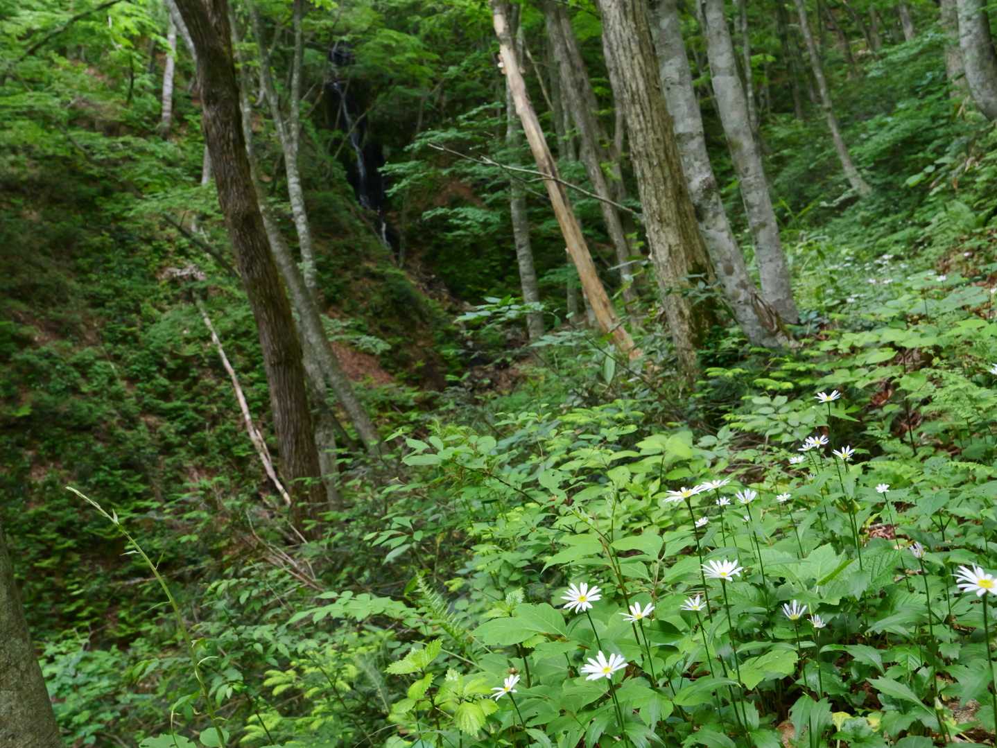 牛曳山登山口-伊良谷山-毛無山-出雲峠 周回コースの写真