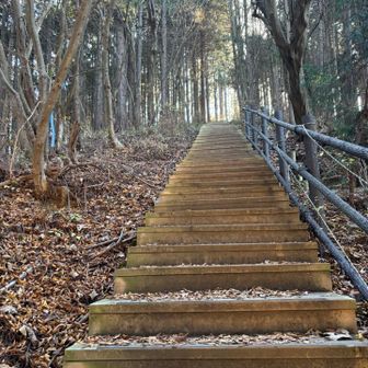 ランチで冷えてしまいダッシュでここまで下ってきました🏃‍♀️
陣馬山へのなが〜い階段です！
まだ少し身体が冷えているので陣馬山でなめこ汁で暖まろうと計画中です🍄‍🟫