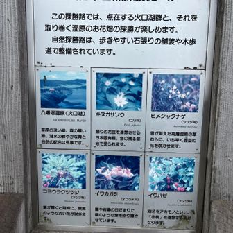 花が多かった