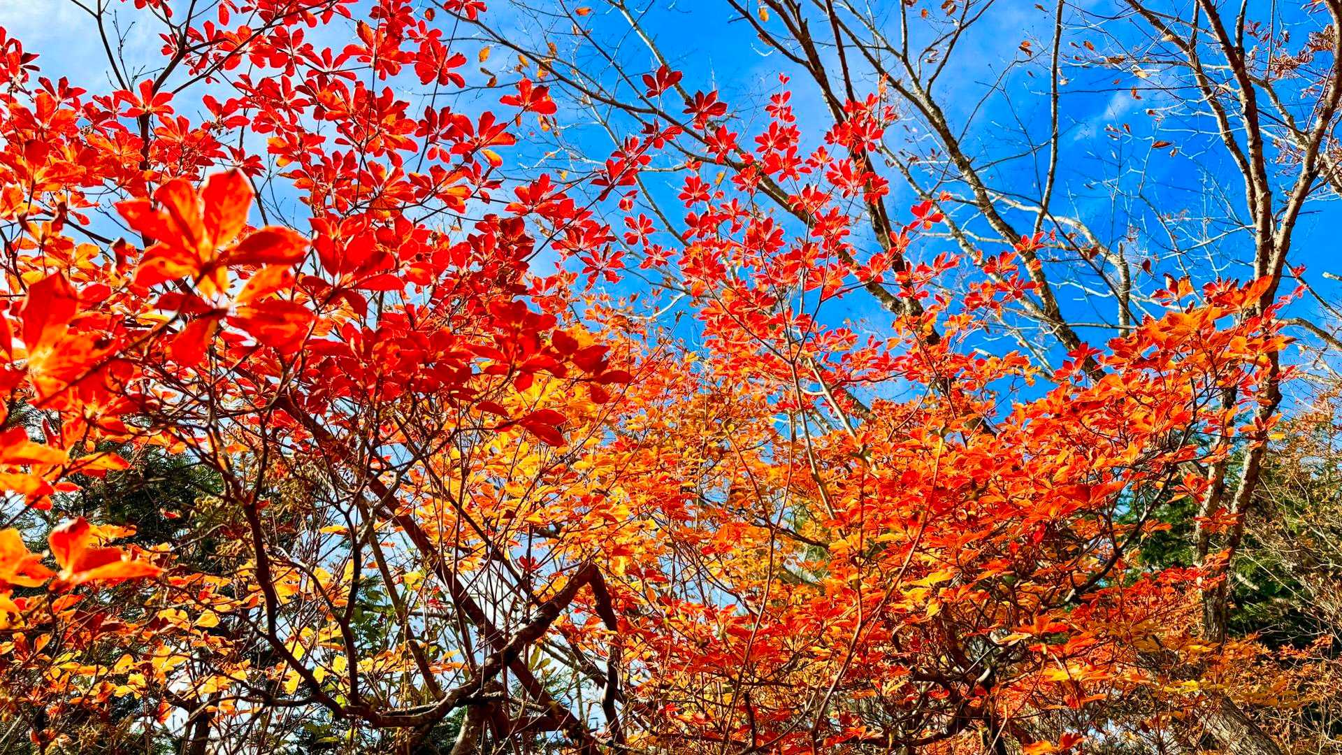 燦々と降り注ぐ紅葉の輝き
乾徳山も思いがけず秋色が濃かった
今頃になって青空となり紅葉が一段とキラキラするようになった