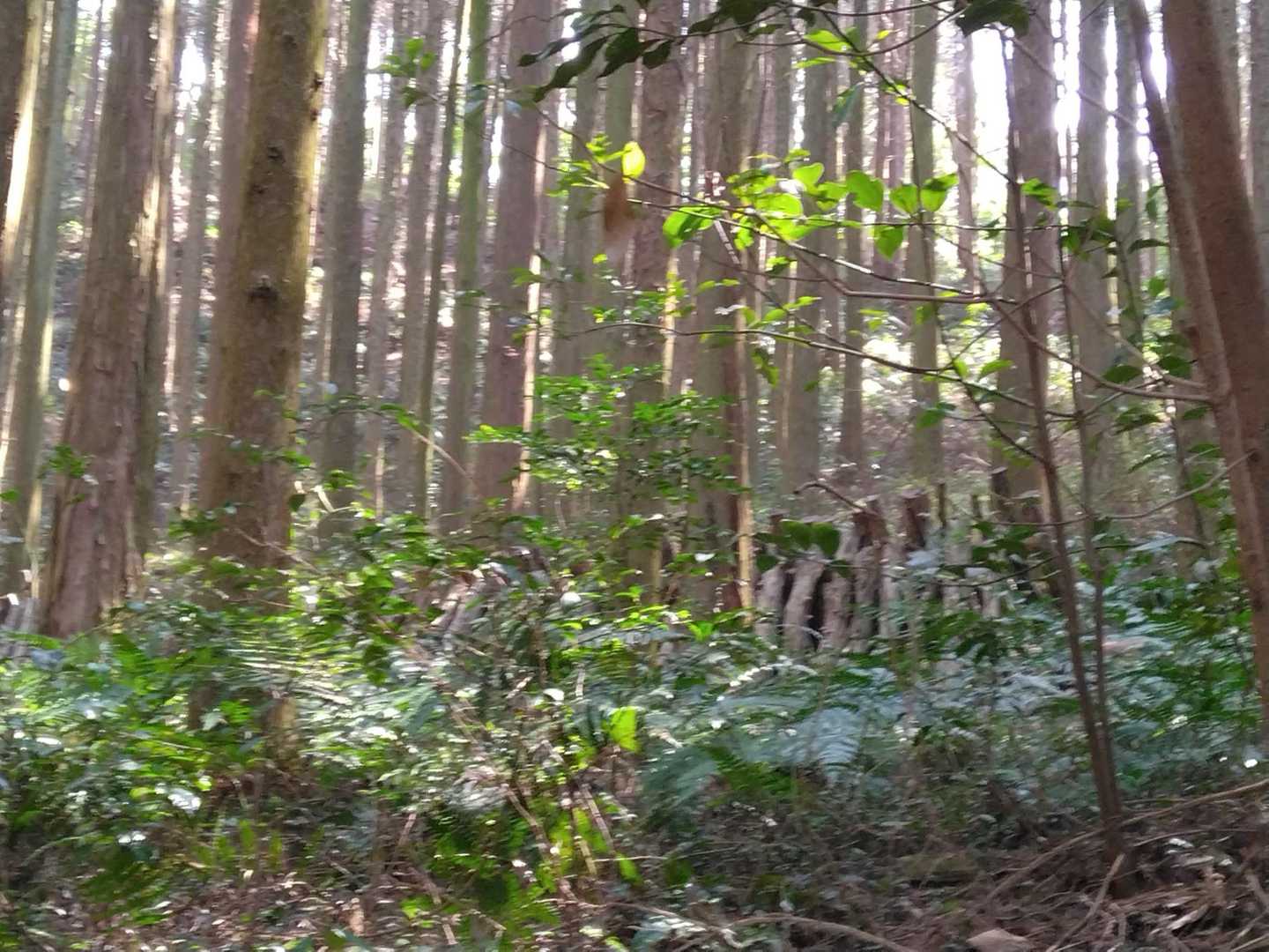 シイタケの栽培ですかね❓父ちゃん、シイタケ栽培しちょるね❗

↑↑↑↑↑↑↑↑↑↑↑
主人はシイタケ大嫌い

無視された🤣🤣🤣