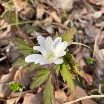 白のキクザキイチゲ