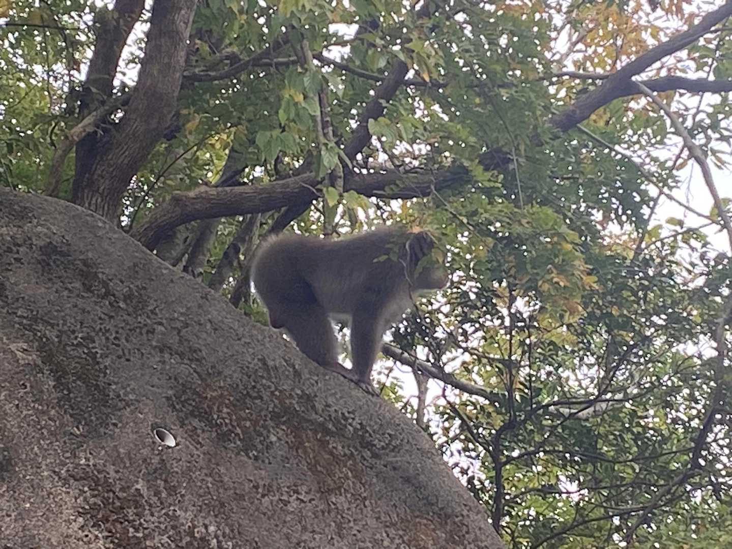 いきなり猿に🐵威嚇されました。